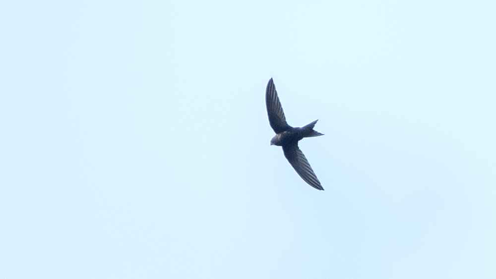 Common Swift